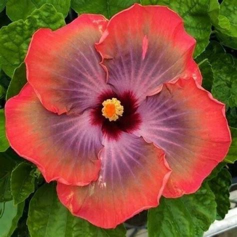 5th Dimension Hibiscus Plant Rooted Tropical Hibiscus Etsy