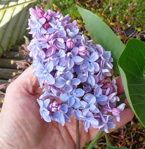 Growing Greener In The Pacific Northwest Lilacs 42014