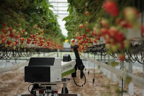 Strawberry Picking Robot Could Harvest Enough Fruit For Wimbledon The
