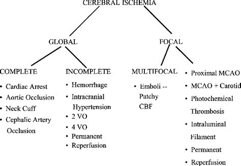 Figure 2 From Animal Models Of Focal And Global Cerebral Ischemia