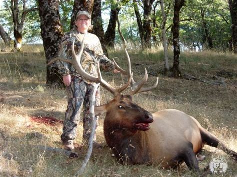 Roosevelt Elk Hunting Guide And Outfitters