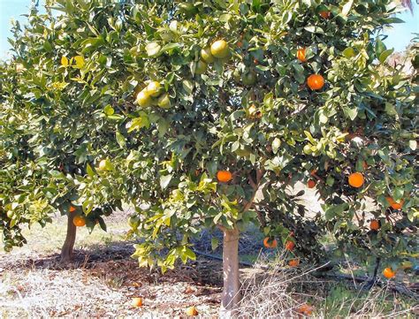 Fruit Trees Home Gardening Apple Cherry Pear Plum Fruit Salad