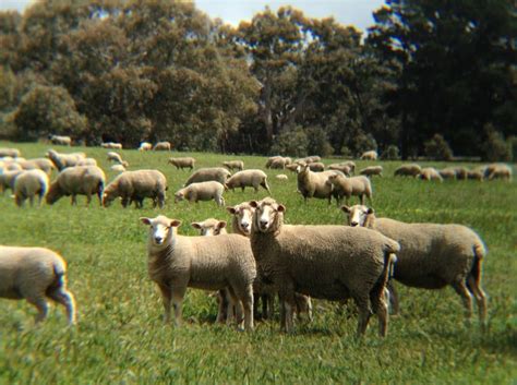 Australian Sheep Producers Care Says Sheep Crc Survey Sheep Central