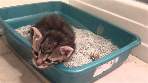 Newborn Kittens And Pooping Newborn Kittens
