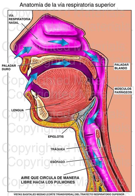 Anatomía De La Vía Respiratoria Superior Vias Respiratorias Anatomía
