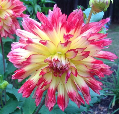 Photo Of The Bloom Of Dahlia Tahiti Sunrise Posted By Scflowers