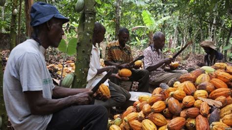 World Bank Pushes Urgent Reforms To Modernise Ivory Coast Cocoa Sector Cocoa Post