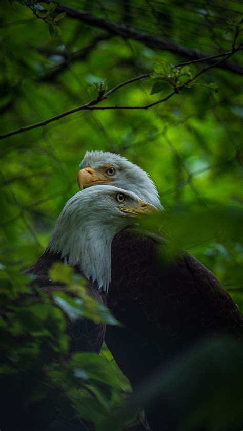Download Wallpaper 2160x3840 Bald Eagle Birds Leaves Blur Samsung