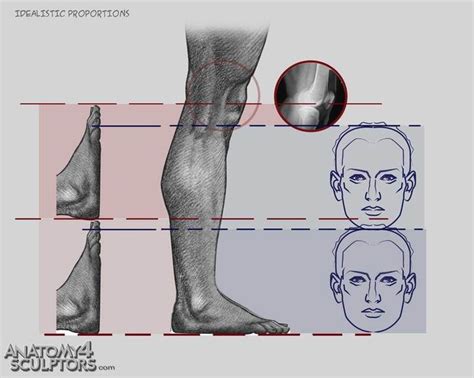 Body anatomy anatomy study anatomy drawing anatomy art. 1000+ images about Anatomy 4 Sculptors on Pinterest | Yoga ...
