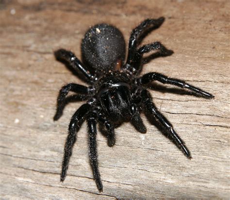 Their bite is very painful due to the acidity of the venom and the size of the fangs penetrating the skin. Top 10 Most Poisonous Spiders in The Whole World | TopTeny.com