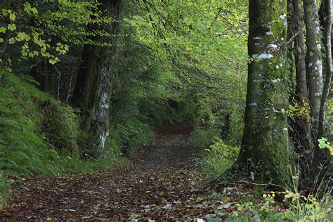 Path Through The Woods Inistioge Photograph By Trish Punch
