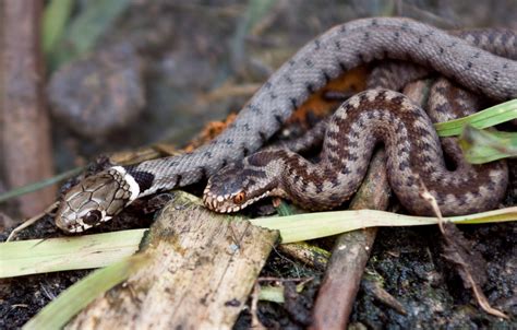 Image The Adder And The Grass Snake British Wildlife Wiki
