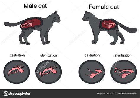 Female Cat Genitalia Diagram