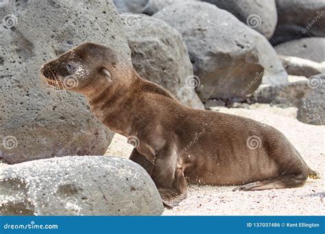 Cute Baby Sea Lion On Beach With Rocks In Galapagos Stock Photo Image