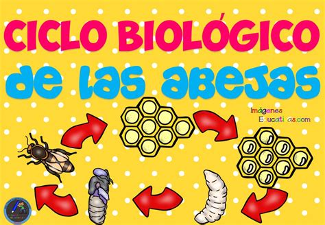 Ciclo Biológico De Las Abejas Para Niños 1 Imagenes Educativas