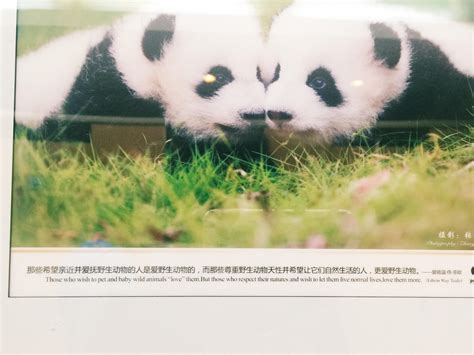Pandas A Conservation Effort Reach The World