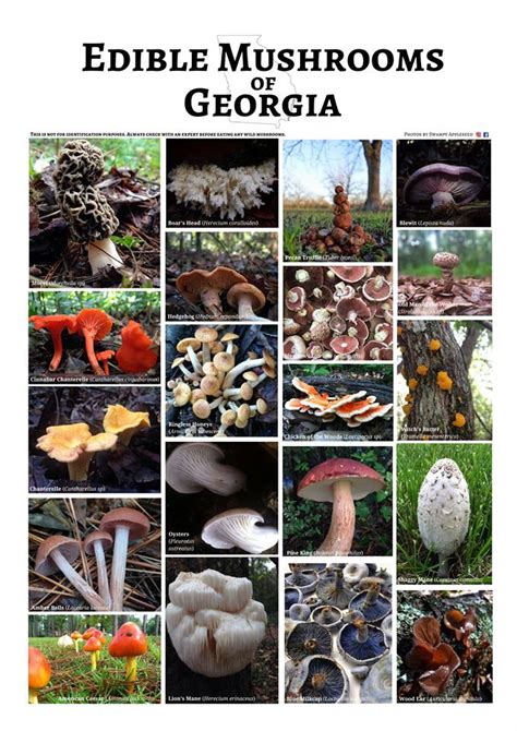 The Diversity Of Mushrooms In Georgia Nature Blog Network