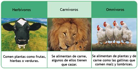 Animalia Animales Según Su Alimentación