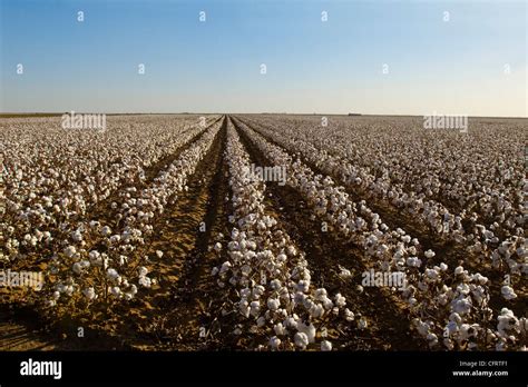 North America Usa Cotton Field Ready For Harvest Texas Panhandle