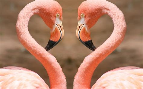 Download Animal Flamingo Hd Wallpaper