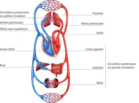 Cardiologie G N Ralit S Sur Le Coeur Rythme Cardiaque Structure Anatomique