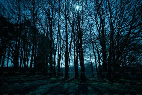 Moonlight Through The Trees Stock Photos Motion Array
