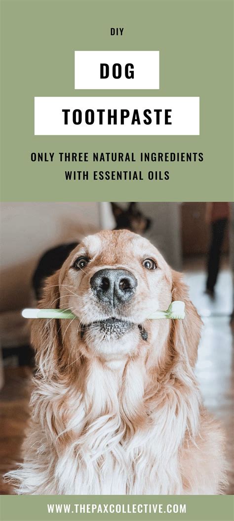 However, if after brushing you notice any reaction, go to your veterinarian. DIY All-Natural Dog Toothpaste with Peppermint Essential ...