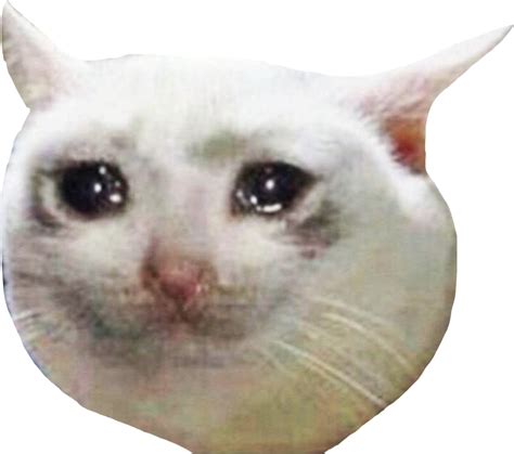Crying Cat Meme Png Png Image Collection