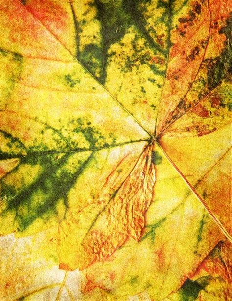 Autumn Leaves Texture Stock Image Image Of Plant Texture 98627035