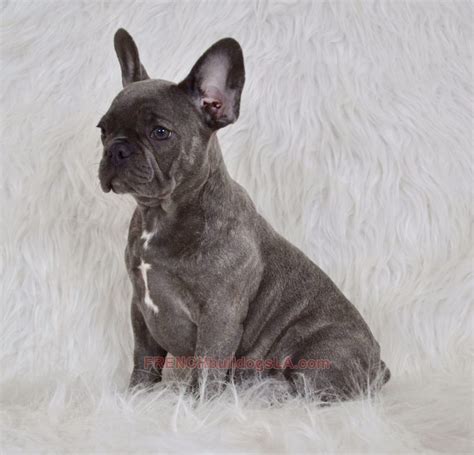 Woman holding on shoulder french bulldog on beige background. Blue French Bulldog Puppies for Sale - Breeding Blue ...