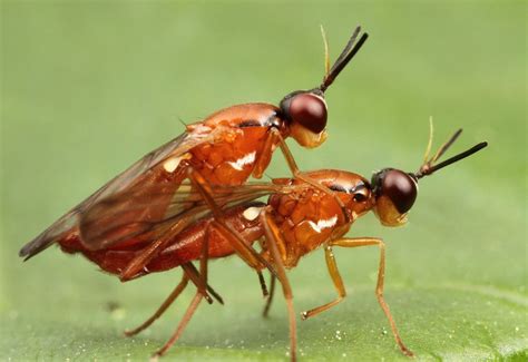 A Bugs Kama Sutra 10 Sex Positions To Try If Youre An Insect Photos Huffpost Impact