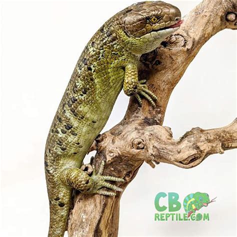 Monkey Tailed Skink For Sale Prehensil Tailed Skink Monkey Tail