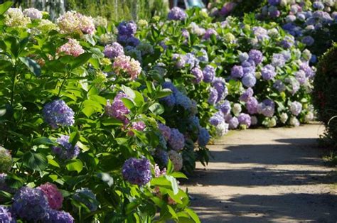 10 Plants For A Shaded Walkway Garden Lovers Club