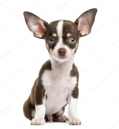 Front View Of A Chihuahua Sitting 4 Months Old Isolated On Wh