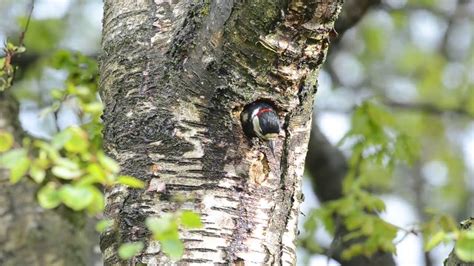 Great Spotted Woodpecker Nest Youtube