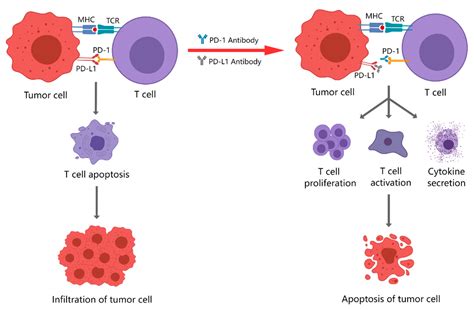 Pd 1pd L1 Based Immunotherapy For Metastatic Triple Negative Breast