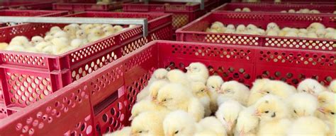 Factors To Consider When Buying Day Old Chicks · Lets Talk Agric Day