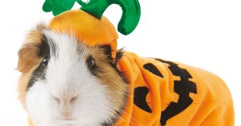 guys   halloween costumes  guinea pigs funny  die
