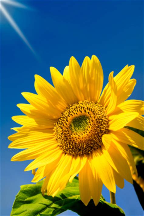 Browse and download the most beautiful flower pictures. How sunflowers and gladiolus are grown in the UK Flowers.org.uk