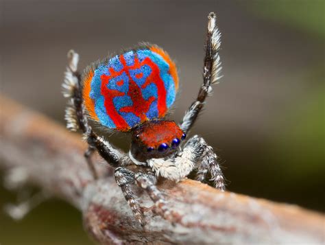 You can find them anywhere in north america, but mostly they're in the southern and western areas. Australian peacock spider - These jumping spiders from the ...