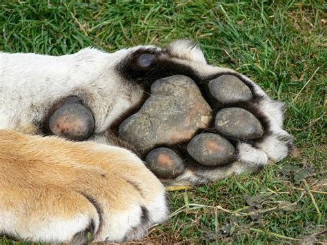 Close Up Of A Tigers Paw 4529134 Stock Photo At Vecteezy