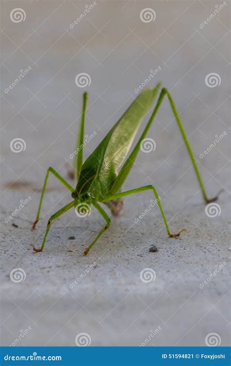 Katydid Or Bush Cricket Stock Image Image Of Close Animals 51594821
