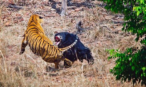 Fundado el 3 de agosto de 1902. Vídeo flagra luta feroz entre urso e tigre na Índia ...