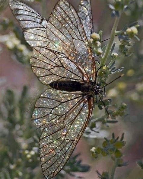 Endangered Starry Butterfly Beautiful Butterflies Butterfly Glitter