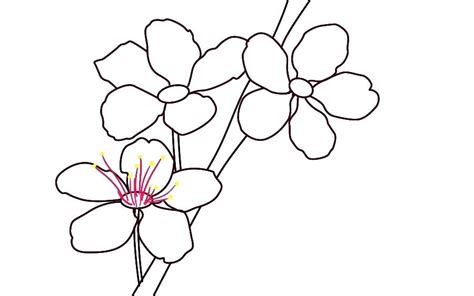 Japanese Sakura Drawing Free Download On Clipartmag