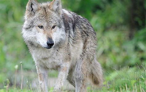 Judge Government Plans To Recover Mexican Gray Wolf In Arizona