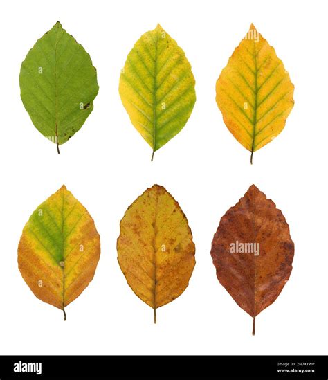 Common Beech Fagus Sylvatica Leaves With Autumn Colouring Photo
