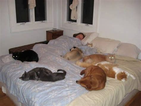 10 Absolutely Adorable Photos Of Pets Sleeping In Bed With Their Humans