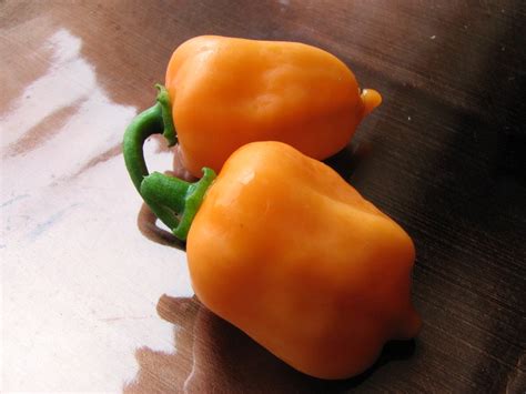 Scotch bonnet is one of the very hot peppers if not the hottest pepper in the world. Malabar Spices...: FMG-7 Scotch Bonnet Chili
