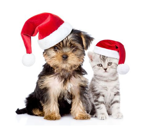 Animal Cat And Dog Holiday Christmas Puppy Kitten Santa Hat